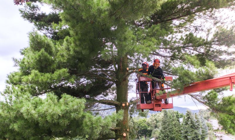 Tree Care