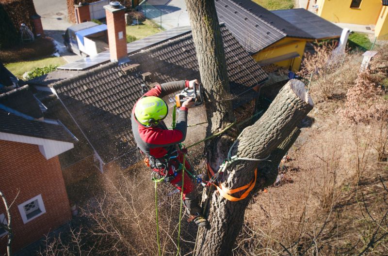 Tree Care