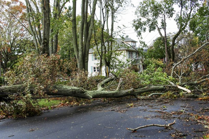 Fallen Tree Before Removal
