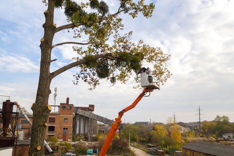Tree Care