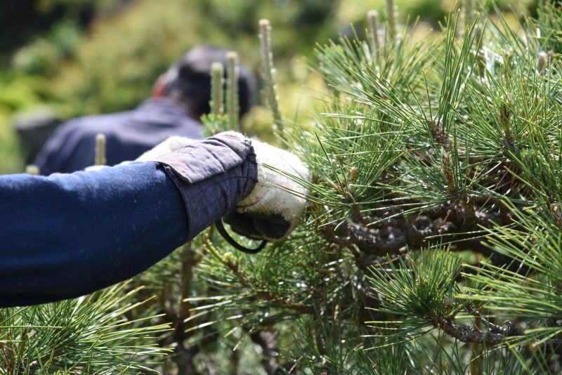 Healthy Tree Pruning