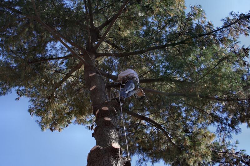 Regular Tree Care