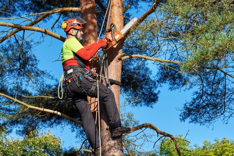 Local Tree Care pros at work